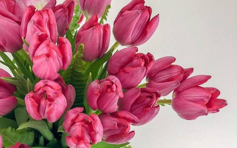 Pink Spring Tulips from Green Fresh Florals + Plants