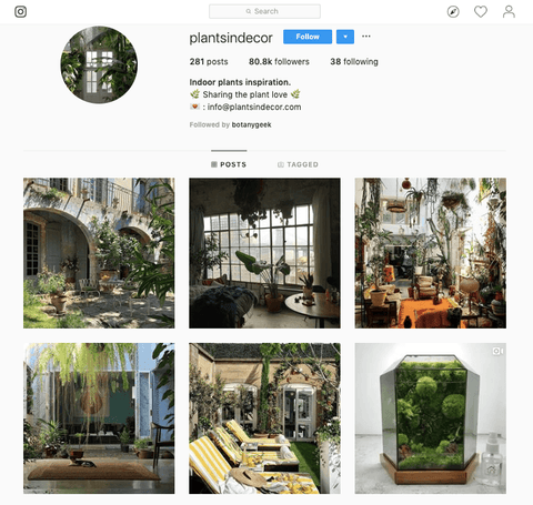 Plantsindecor Instagram link