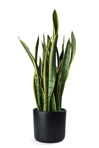 Snake Plant