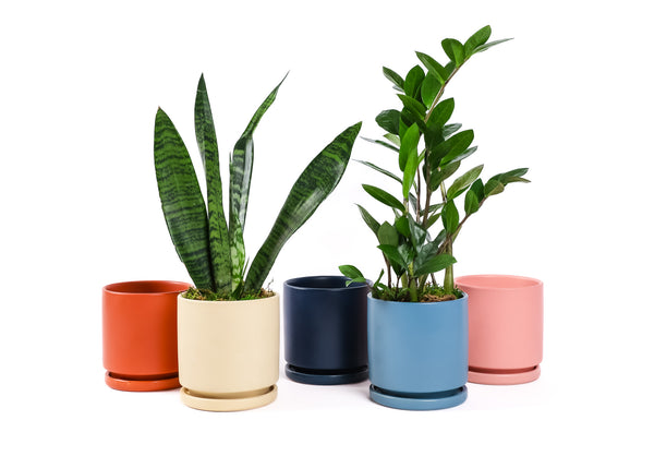 The Gemstone Potted Plant Collection from Green Fresh Florals + Plants