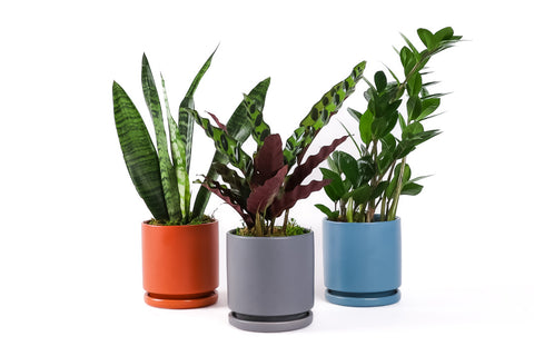 Gemstone Potted Plant Collection from Green Fresh Florals + Plants