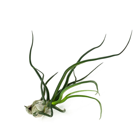 Tilandsia Bulbosa (Air Plant) from Green Fresh Florals + Plants