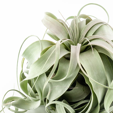 Tillandsia Xerographica Air Plant from Green Fresh Florals + Plants