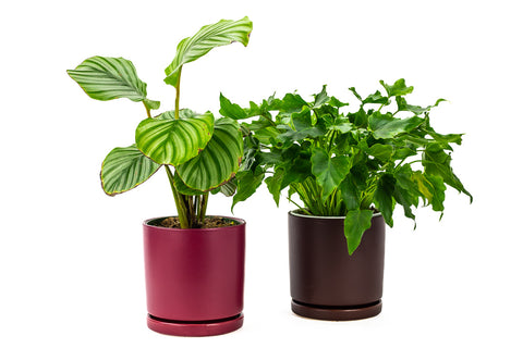 Understanding Pot Sizes from Green Fresh Florals + Plants
