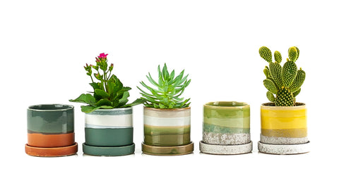 Small Pot assortment from Chive, Understanding Pot Sizes from Green Fresh Florals + Plants