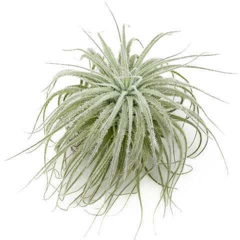 Tillandsia tectorum (air plant) from Green Fresh Florals + Plants