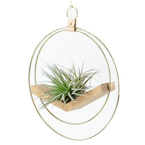 Double Brass Ring Air Plant Holder and Display from Green Fresh Florals + Plants