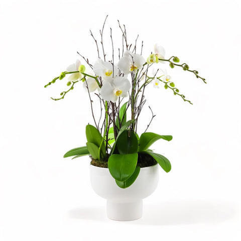 White Modernist Orchid Planting from Green Fresh Florals + Plants