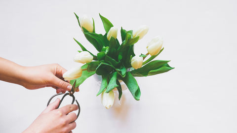 White Tulips Being Trimmed from How Florists Keep Flowers Alive Longer, flora | blog, Green Fresh Florals + Plants