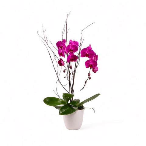 Designer Orchid Planting - Green Fresh Florals + Plants