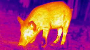 Thermal Image of wild Hog