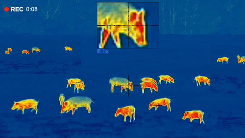 Thermal image of wild hogs taken with DJI Matrice 30T