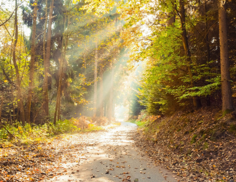 sunlight casted through the trees in a forest