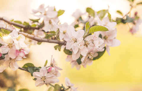 Spring flowers beauty holistic health