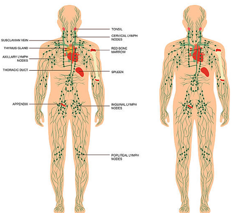 diagram lymphatic drainage beauty health 