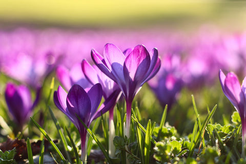 spring season flowers in bloom