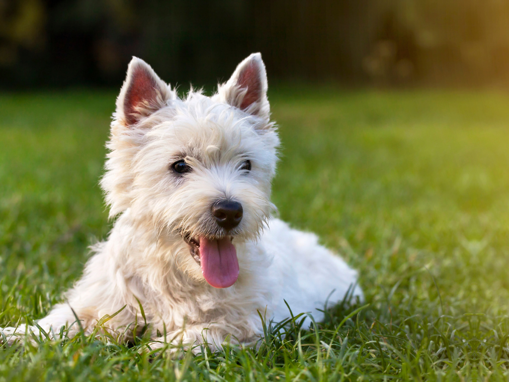 black skin pigmentation on white dog