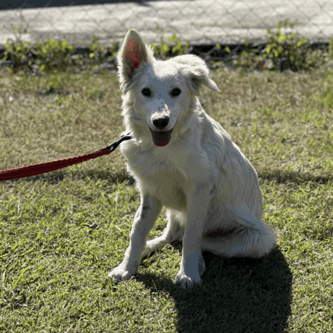 lucky - dog saved from euthanasia with turmeric dog bites for recovery from broken pelvis