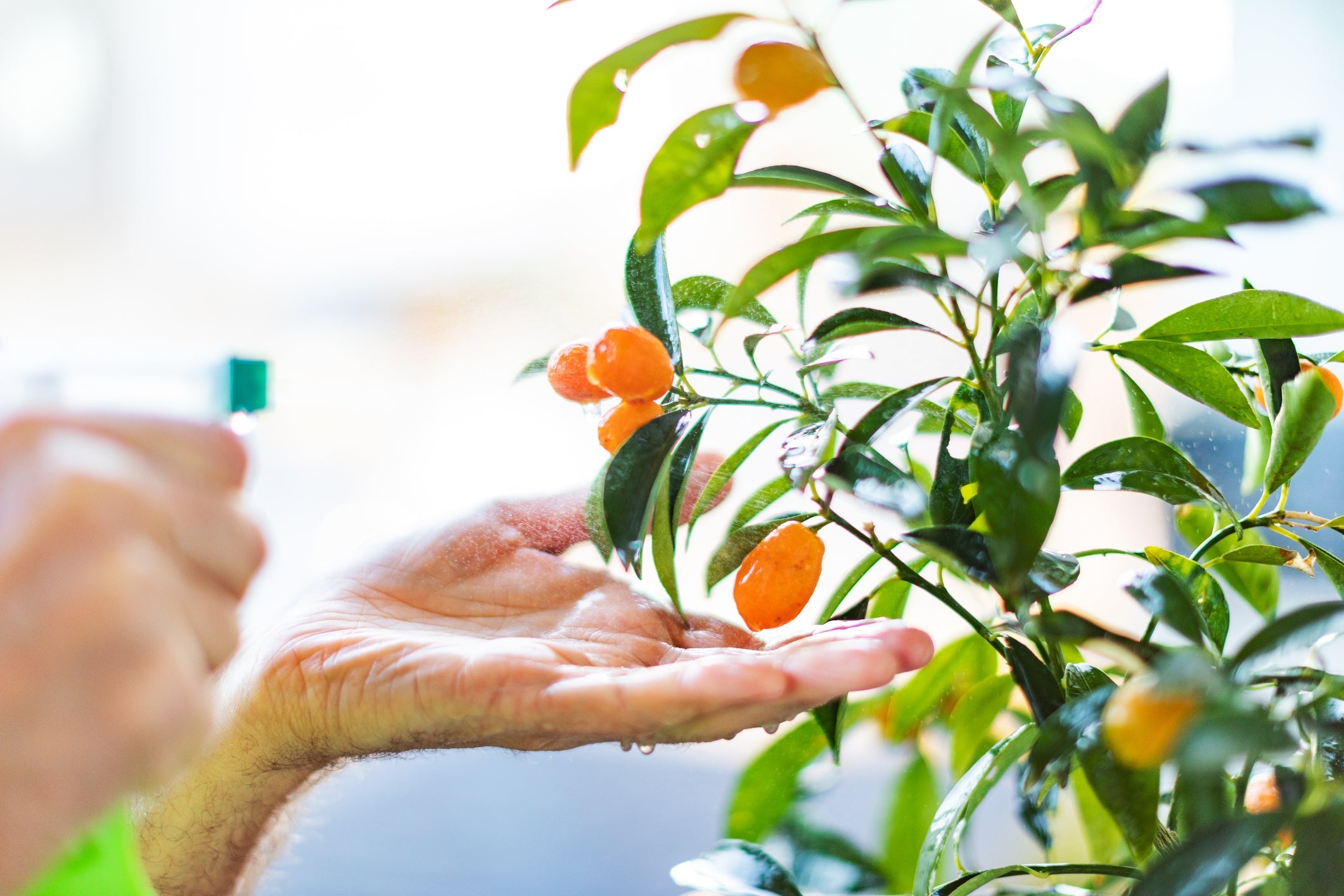 What to Expect From Your Citrus in May