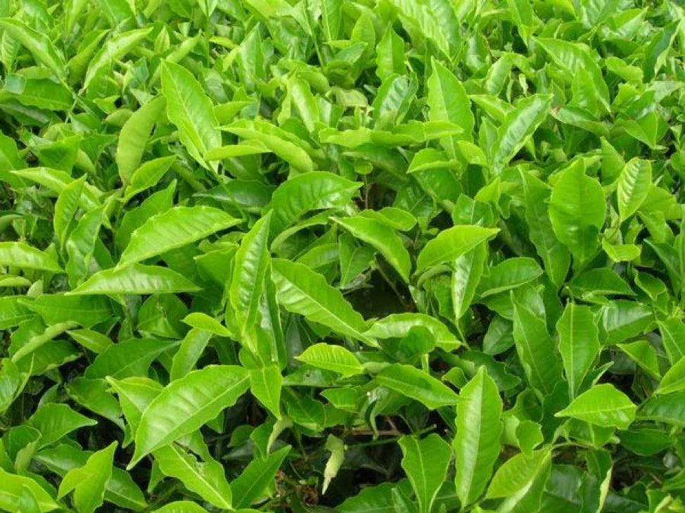 Tea Plants: Cold Hardy and Easy to Grow