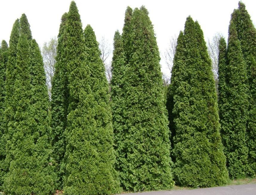 Green Giant Arborvitae Growth Chart