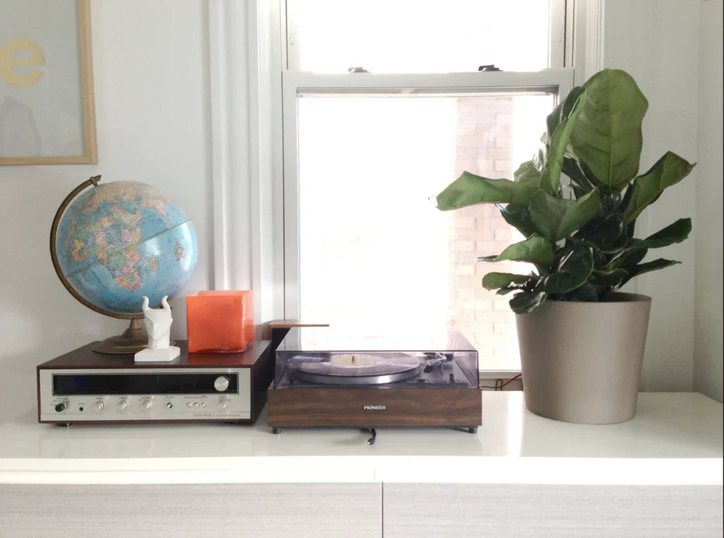 Plant Care 101: Fiddle Leaf Fig Tree Care Guide