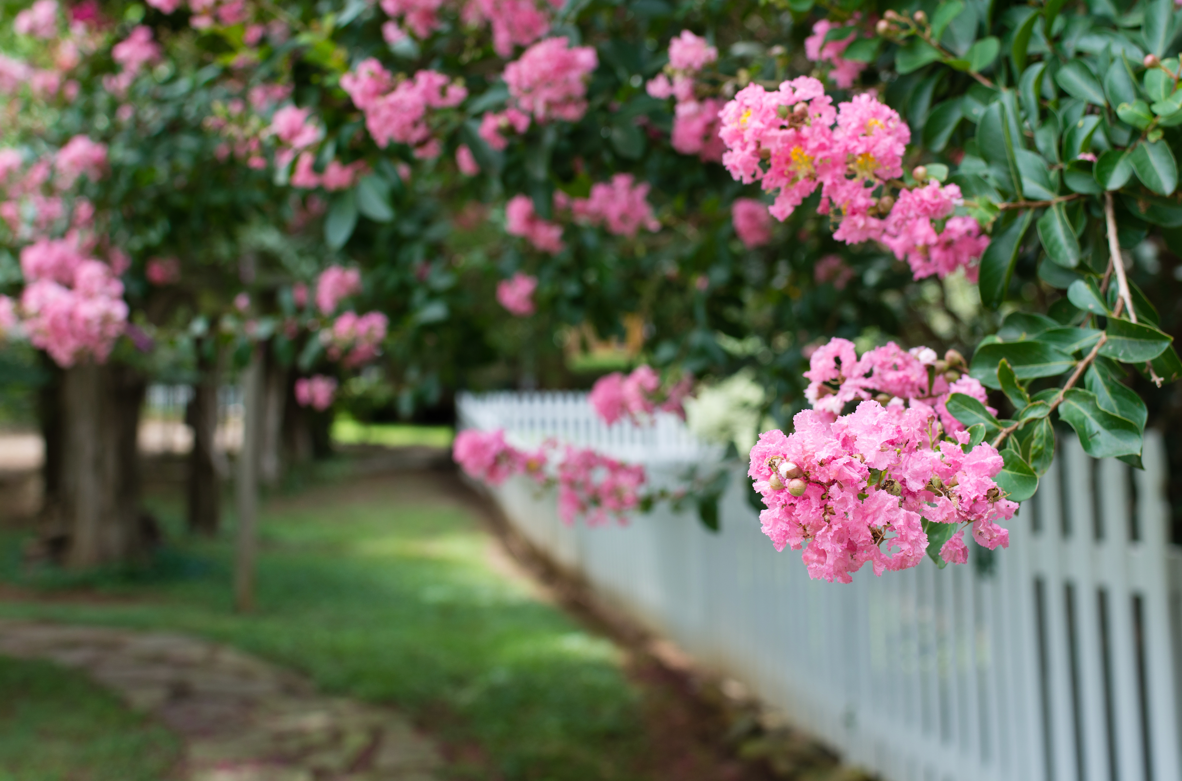 Crape Myrtle Varieties