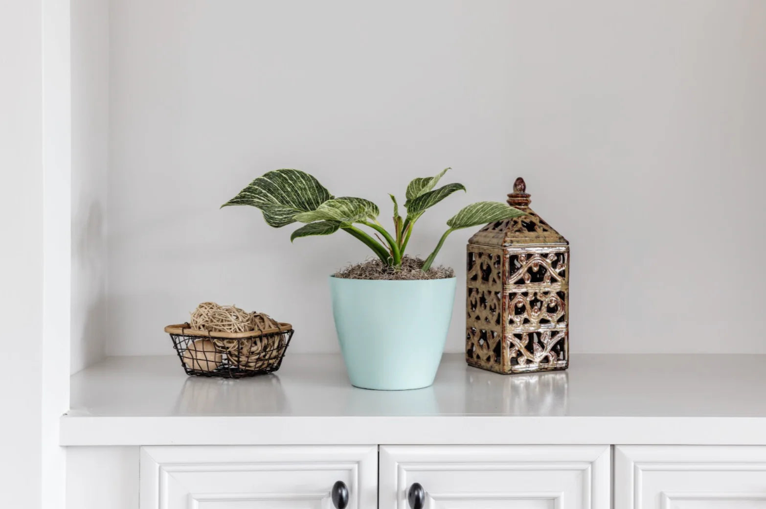 Birkin Philodendron: Growing & Care Guide