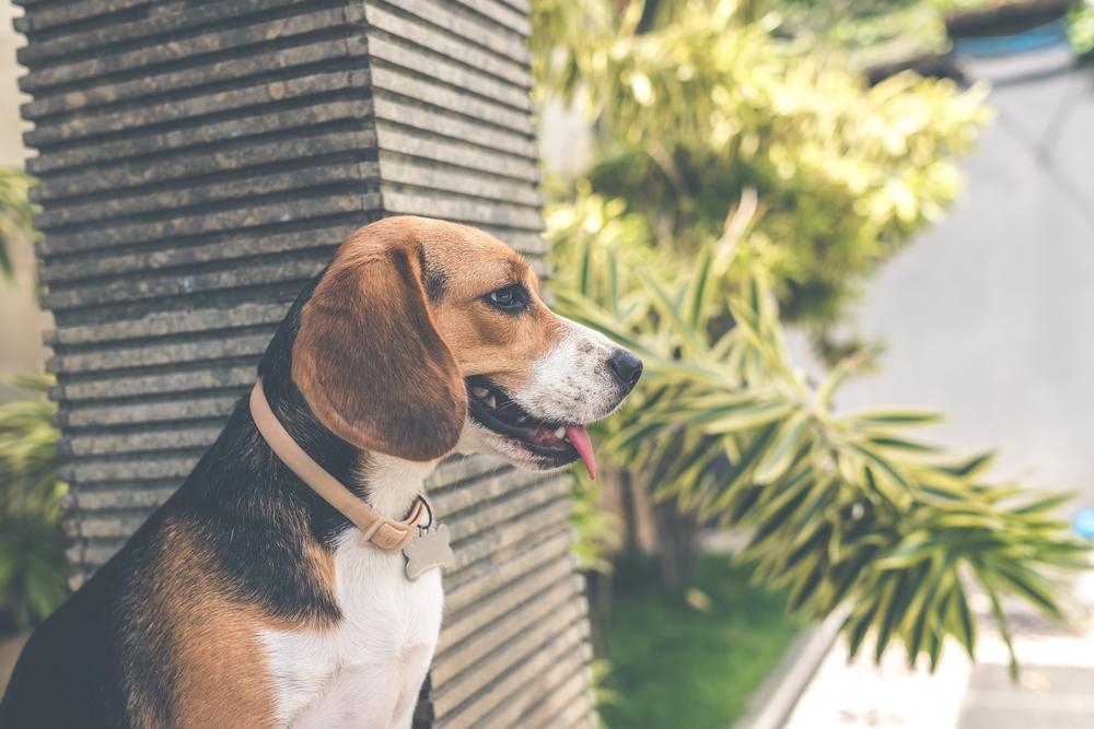 indian hawthorn toxic to dogs