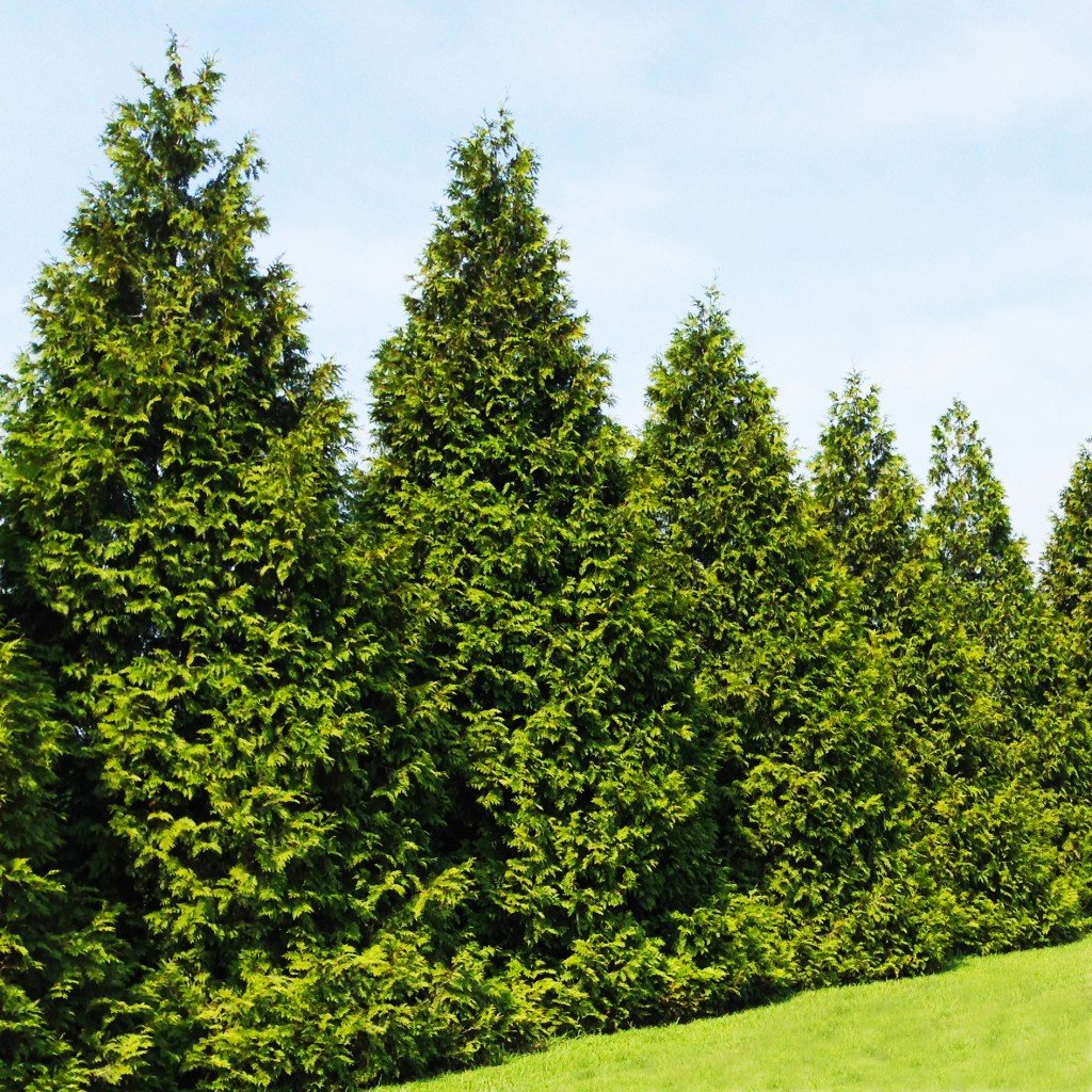 needle blight on leyland cypress