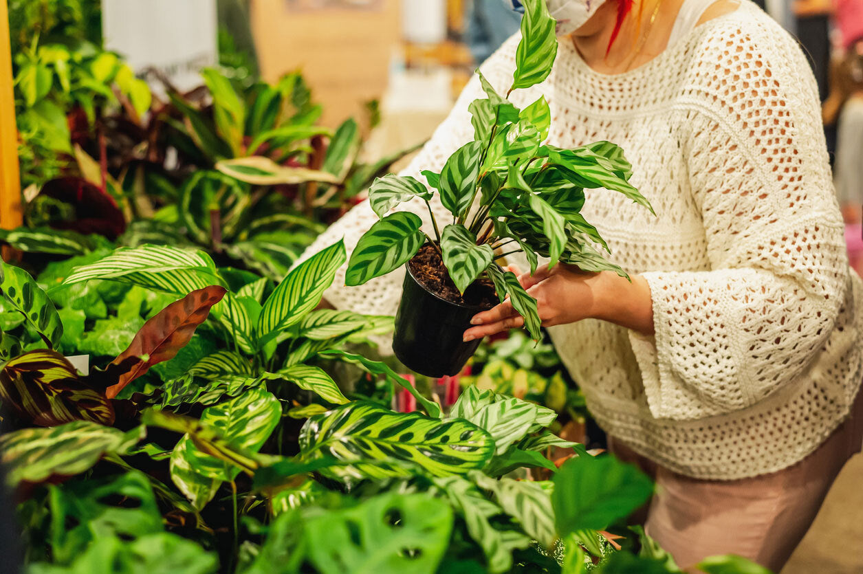 House Plant Care 101: Containers