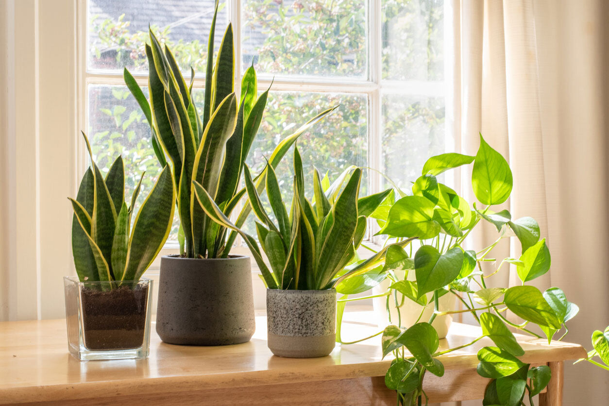 House Plant Care 101: Light