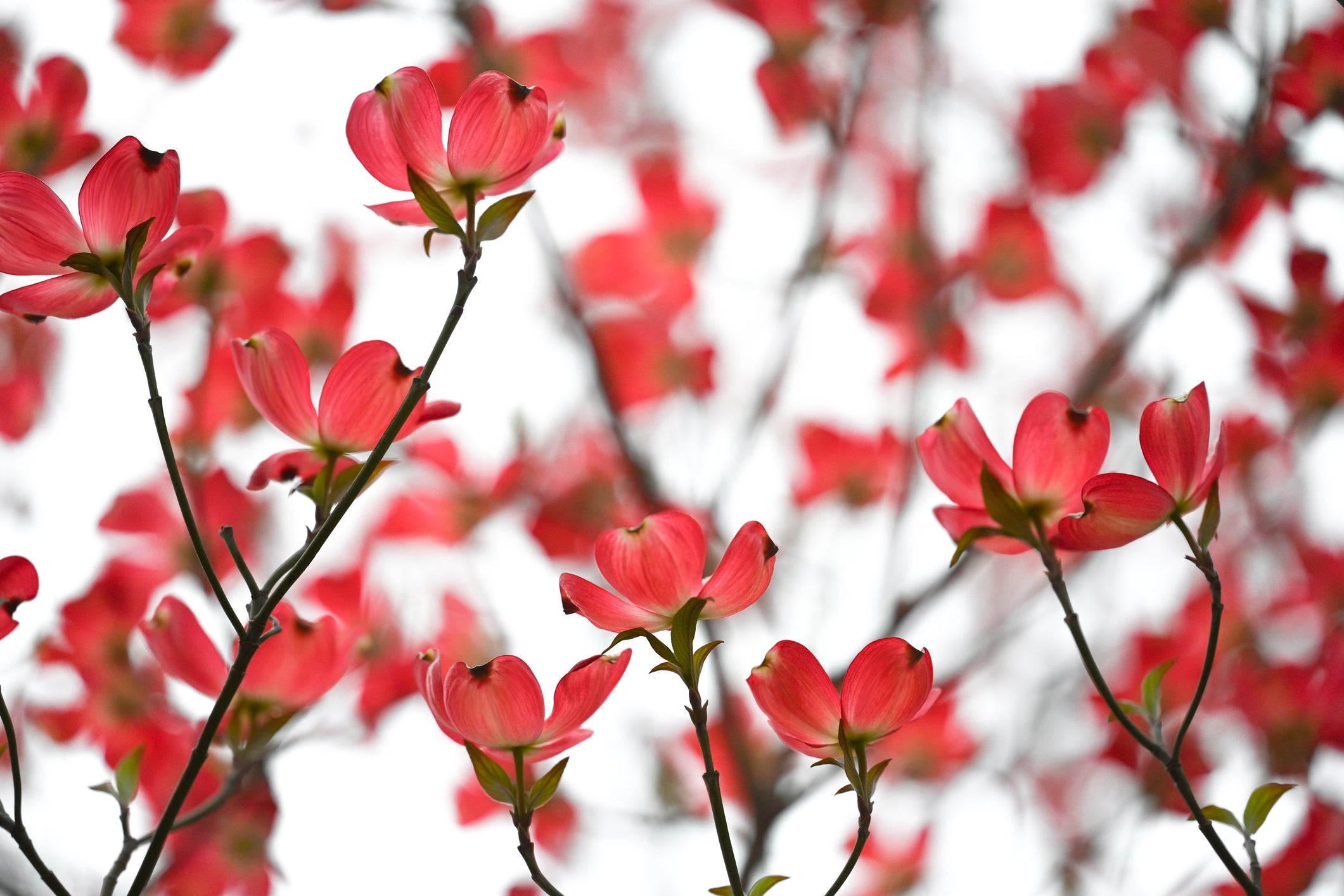 Ask a Master Gardener: Thankful for Dogwoods