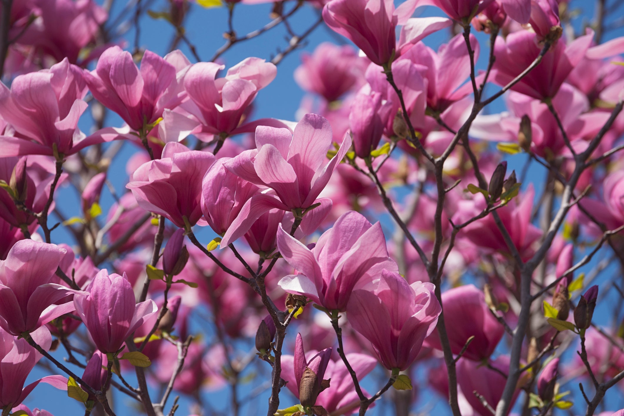 How to Get Your Outdoor Space Ready for Guests