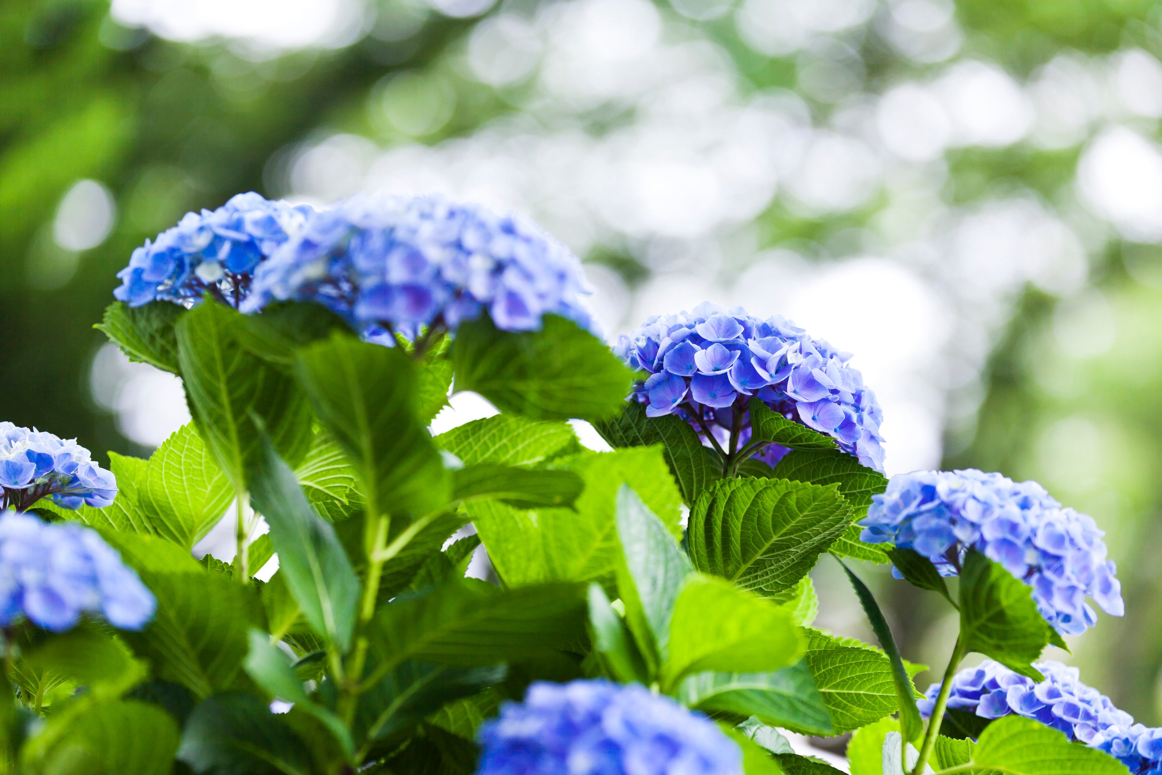 Mini Makeover: Kristen's Hydrangea Corner