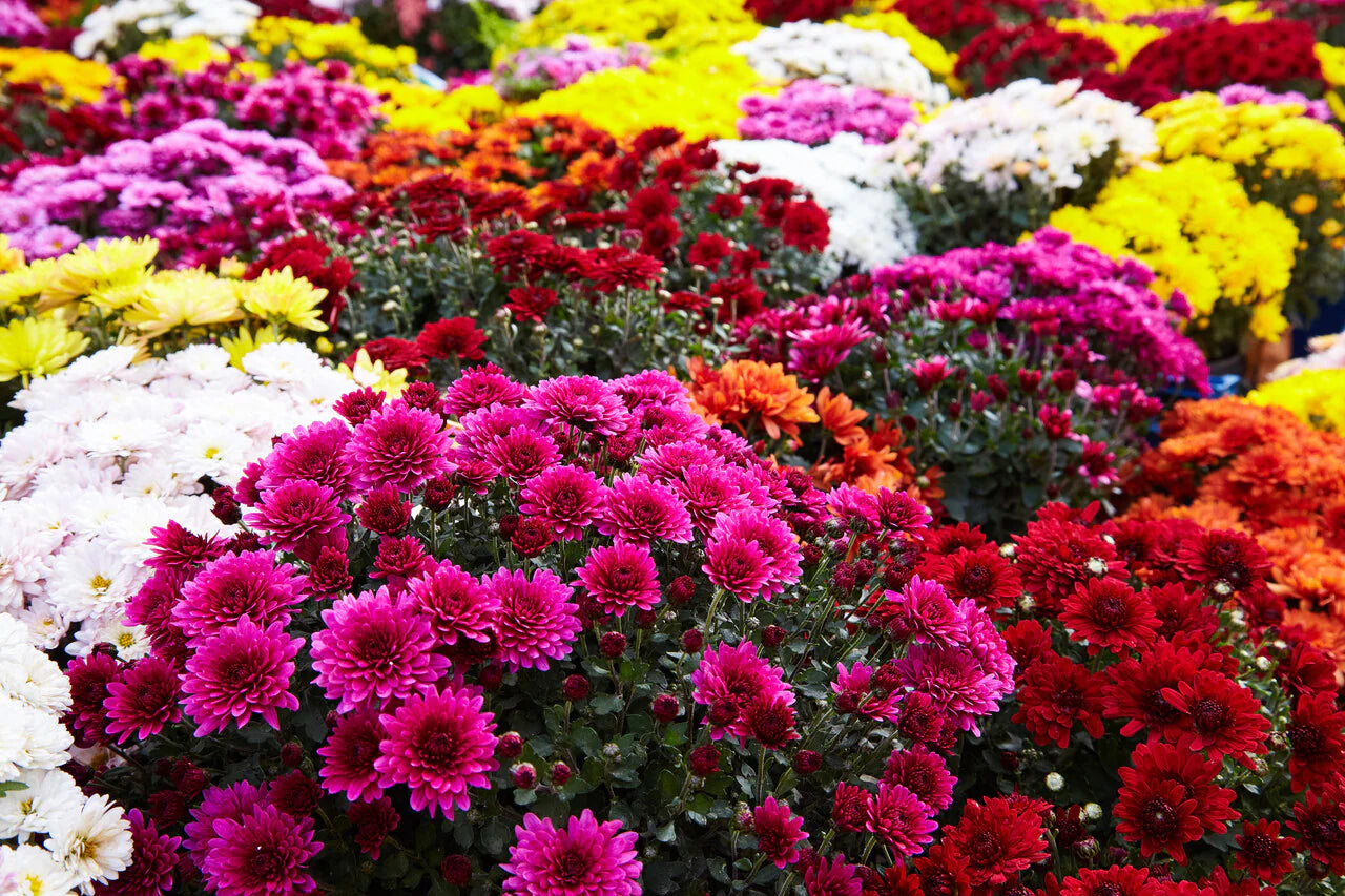 Chrysanthemums: Growing & Care Guide