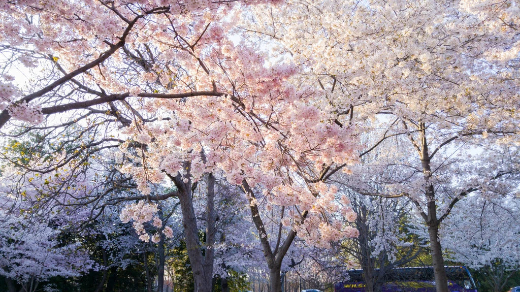 Flowering Trees: 4 Picks for Fast, Colorful Growth