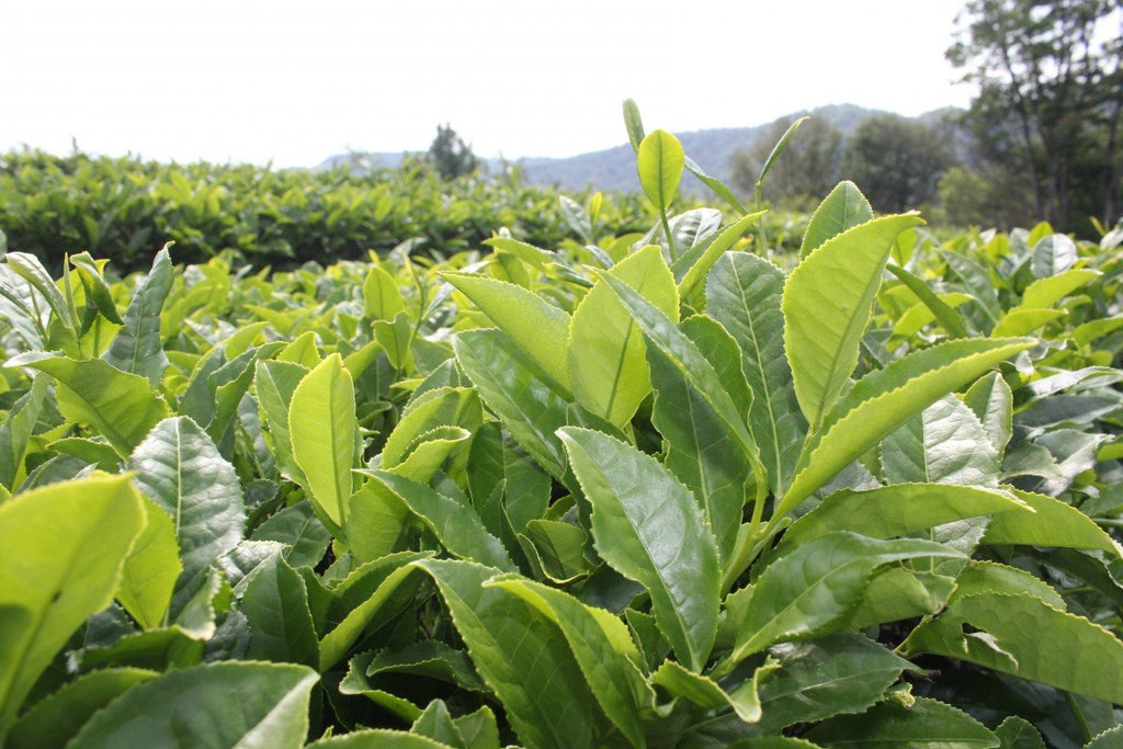 Tea Plants Cold Hardy And Easy To Grow 9860