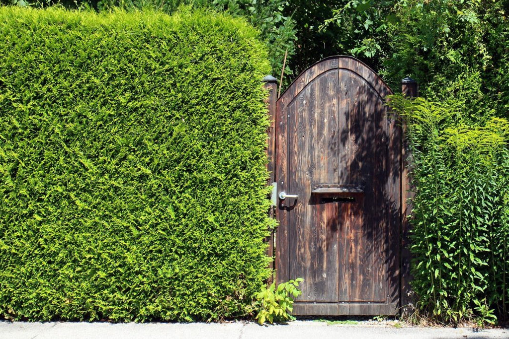 Privacy Trees: 4 Top Picks for the Season ...