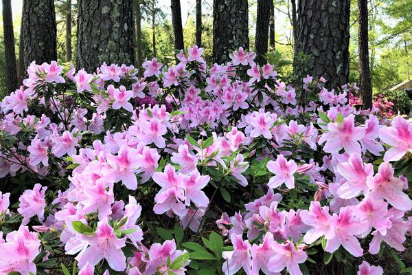 Azalea Shrubs in forest with vibrant pink flowers