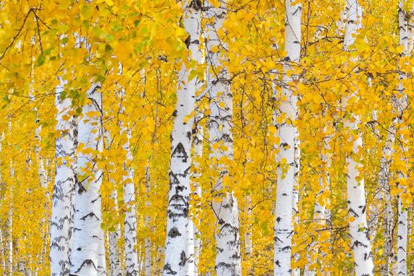 Birch Trees