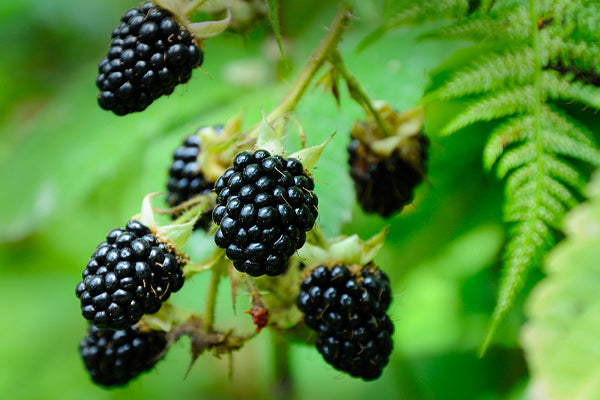 Ripe Blackberry Bushes showcasing glossy berries amidst vibrant leaves