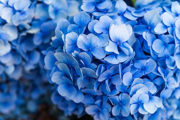 Vibrant blue hydrangea flowers of Blue Flowering Shrubs in close-up view
