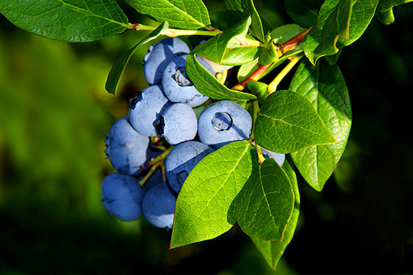 Blueberry Bushes with ripe berries amidst vibrant green leaves in sunlight