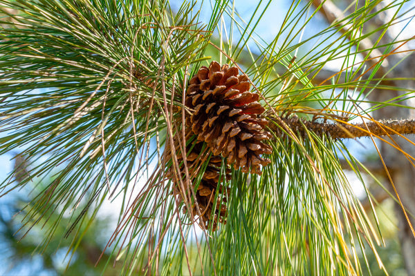 Pine cone nestled in vibrant green Pine Trees branches