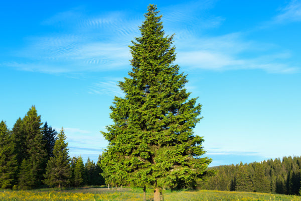 Spruce Trees stand tall in a lush green forest