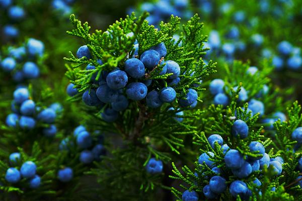 Juniper Trees with clusters of blue berries amidst vibrant green branches