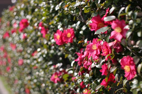 Camellias