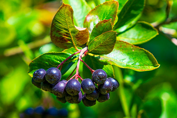Ripe dark Chokeberry berries on a branch surrounded by vibrant green leaves