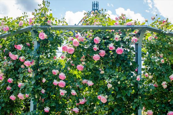 Climbing Pink Roses in full bloom on a sturdy garden trellis under a clear blue sky